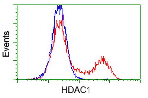 HEK293T cells transfected with either HDAC1 (Myc-DDK-tagged) overexpress plasmid (Red) or empty vector control plasmid (Blue) were immunostained by anti-HDAC1 antibody (M00256-1)