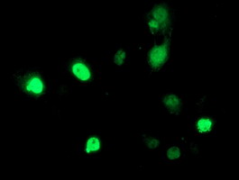 m00256 1 anti hdac1 mouse monoclonal antibody clone id oti5f9 if testing 4