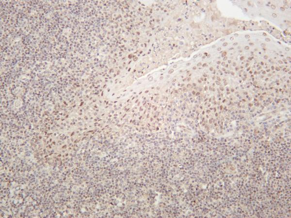Human tonsil was stained with anti-HDAC1 rabbit antibody