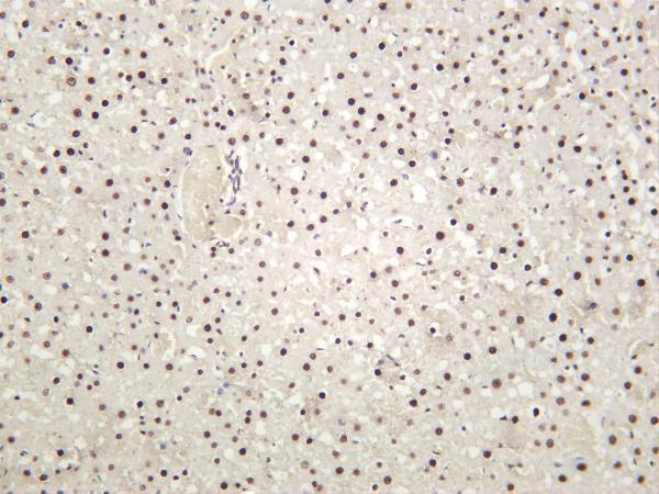 Rat liver was stained with anti-HDAC1 rabbit antibody