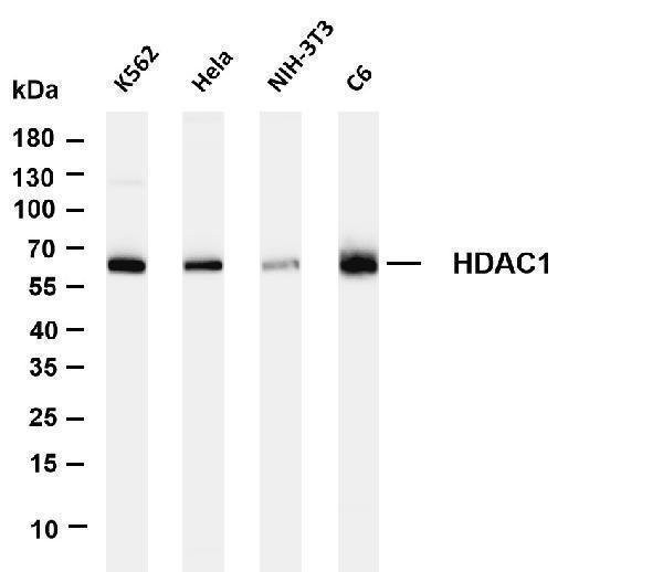m00256 2 hdac1 primary antibodies wb testing 1