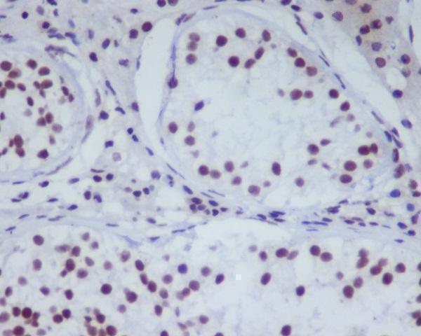 m00256 ihc