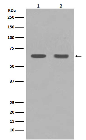 m00256 wb