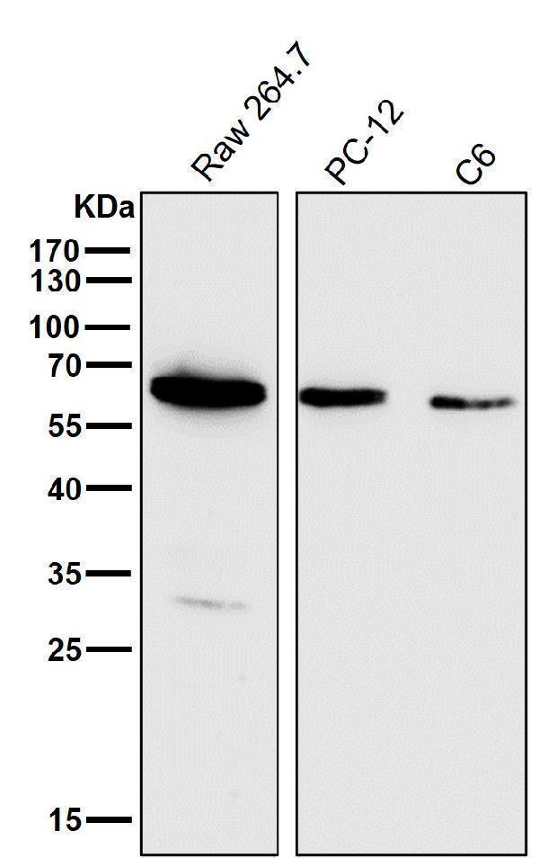 All lanes use the Antibody at 1:1K dilution for 1 hour at room temperature