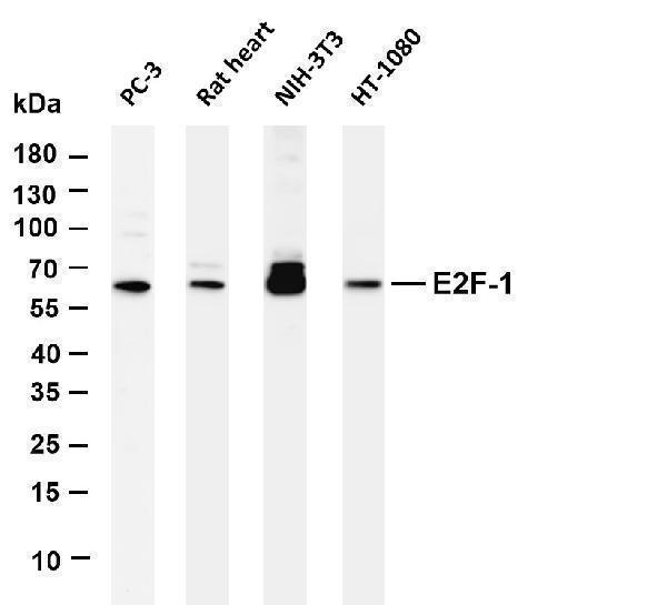 m00257 1 e2f1 primary antibodies wb testing 1