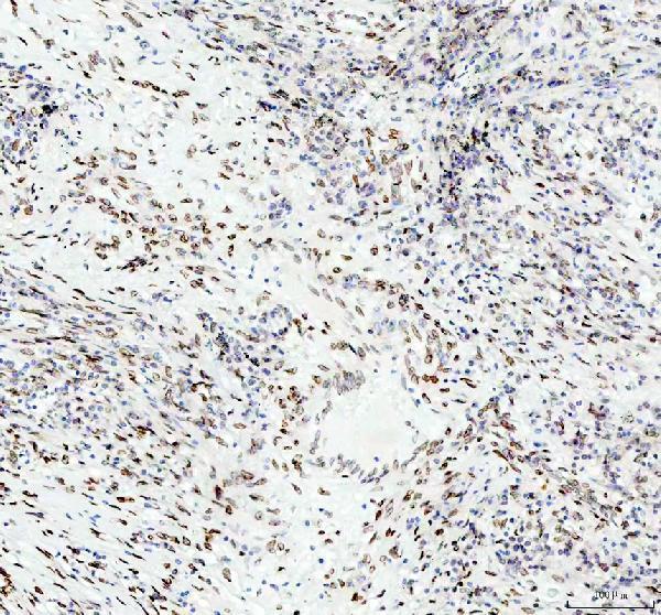 m00257 e2f1 primary antibodies ihc testing 5
