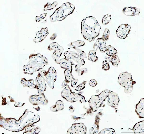 m00257 e2f1 primary antibodies ihc testing 6