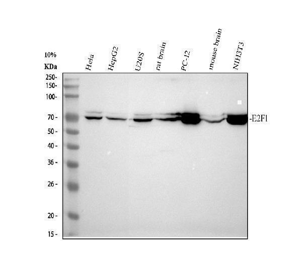 m00257 e2f1 primary antibodies wb testing 1