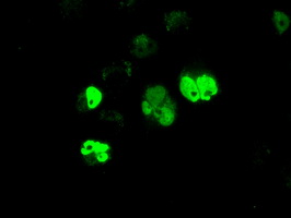 m00260 1 anti bmal1 arntl mouse monoclonal antibody clone id oti1c11 if testing 10