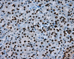 Immunohistochemical staining of paraffin-embedded pancreas tissue within the normal limits using anti-ARNTL mouse monoclonal antibody