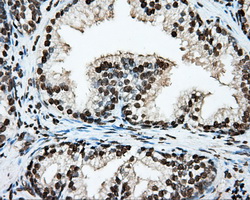 m00260 1 anti bmal1 arntl mouse monoclonal antibody clone id oti1c11 ihc testing 4