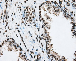 m00260 1 anti bmal1 arntl mouse monoclonal antibody clone id oti1c11 ihc testing 5