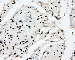 m00260 1 anti bmal1 arntl mouse monoclonal antibody clone id oti1c11 ihc testing 6