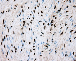 m00260 1 anti bmal1 arntl mouse monoclonal antibody clone id oti1c11 ihc testing 7