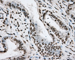 m00260 1 anti bmal1 arntl mouse monoclonal antibody clone id oti1c11 ihc testing 8
