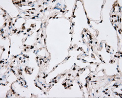 m00260 1 anti bmal1 arntl mouse monoclonal antibody clone id oti1c11 ihc testing 9
