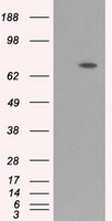 HEK293T cells were transfected with the pCMV6-ENTRY control (Left lane) or pCMV6-ENTRY ARNTL (Right lane) cDNA for 48 hrs and lysed