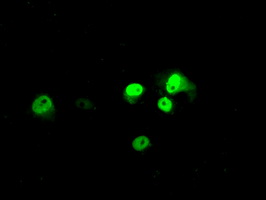 m00260 2 anti bmal1 arntl mouse monoclonal antibody clone id oti3g9 if testing 6