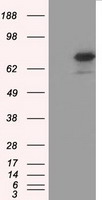 m00260 2 anti bmal1 arntl mouse monoclonal antibody clone id oti3g9 wb testing 1