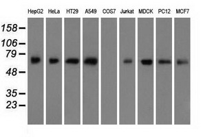 m00260 2 anti bmal1 arntl mouse monoclonal antibody clone id oti3g9 wb testing 2