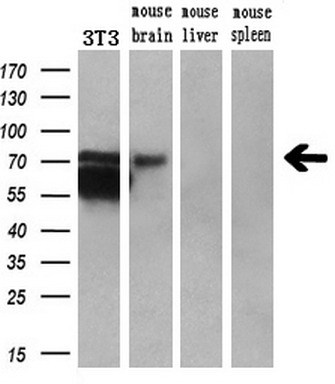 m00260 2 anti bmal1 arntl mouse monoclonal antibody clone id oti3g9 wb testing 3