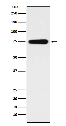 Western blot analysis of BMAL1 expression in human fetal heart lysate