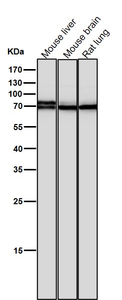 All lanes use the Antibody at 1:2W dilution for 1 hour at room temperature