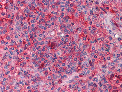 m00260 arntl primary antibodies ihc testing 1