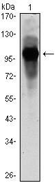 m00260 arntl primary antibodies wb testing 2