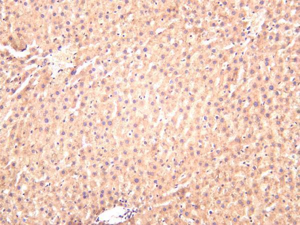 Rat liver was stained with anti-TBK1 rabbit antibody