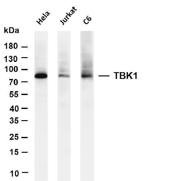 m00261 1 tbk1 primary antibodies wb testing 1