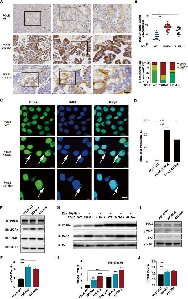 POLE mutations promote the occurrence of endogenous DNA breaks