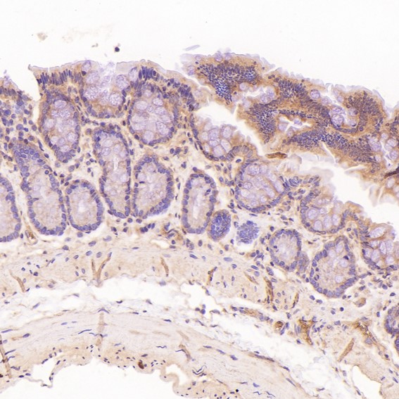 m00261 ihc8