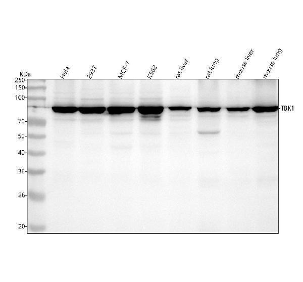 m00261 tbk1 primary antibodies wb testing 1