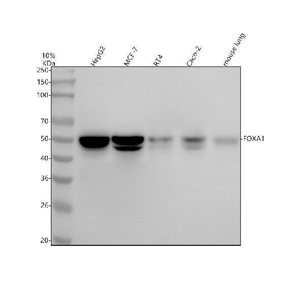  Western blot analysis of FOXA1 using anti-FOXA1 antibody (M00266-1)