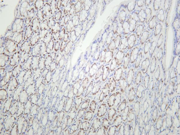 Mouse colon was stained with anti-HNF-3α rabbit antibody