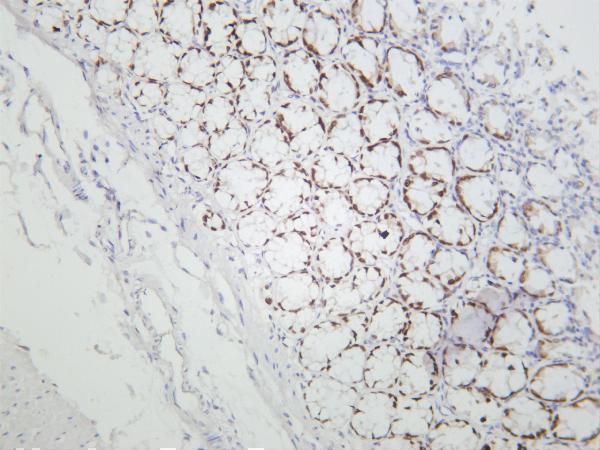Rat colon was stained with anti-HNF-3α rabbit antibody
