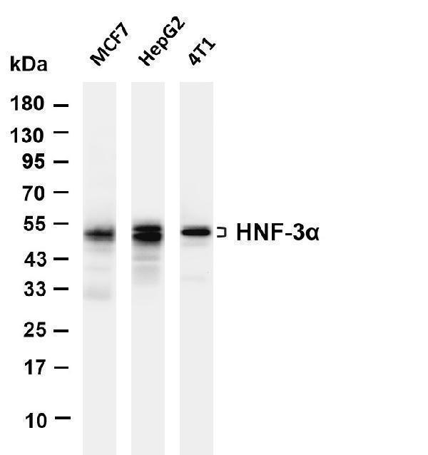 m00266 4 foxa1 primary antibodies wb testing 1