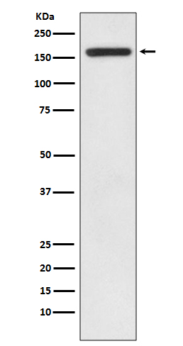 Western blot analysis of IRS1 expression in HEK293 cell lysate