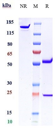 Anti-vWF Reference Antibody (Ajinomoto patent anti-vWF) on SDS-PAGE under reducing (R) condition