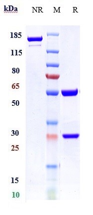 Anti-vWF Reference Antibody (INSERM patent anti-vWF) on SDS-PAGE under reducing (R) condition