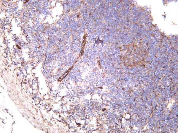 Human tonsil was stained with anti-VWF rabbit antibody