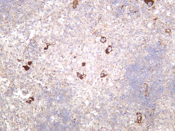 Rat spleen was stained with anti-VWF rabbit antibody
