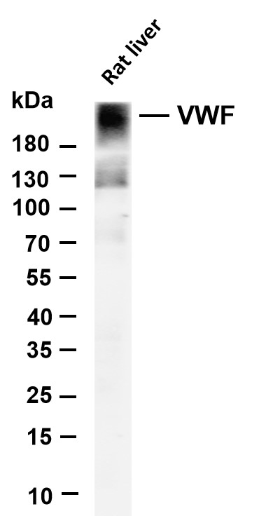 m00270 6 vwf primary antibodies wb testing 4
