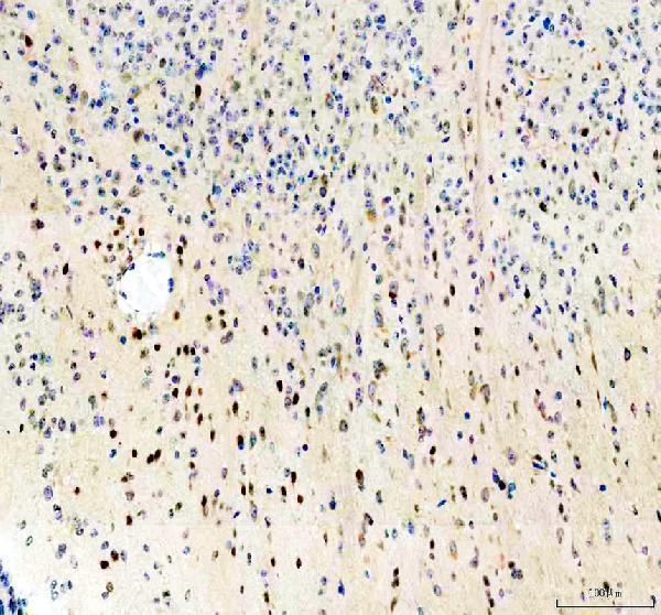 m00273 3 pax6 primary antibodies ihc testing 1