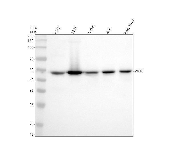 m00273 3 pax6 primary antibodies wb testing 1