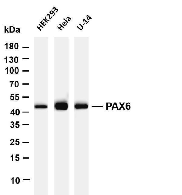 m00273 5 pax6 primary antibodies wb testing 1