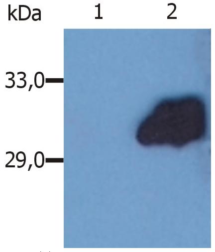 Western blotting analysis (reducing conditions) of whole cell lysate of HeLa human cervix carcinoma cell line