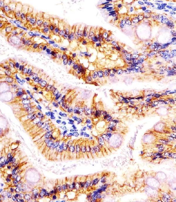 M00276-1 staining (Mouse) Epcam in mouse colon sections by Immunohistochemistry (IHC-P -paraformaldehyde-fixed, paraffin-embedded sections)