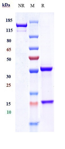 Anti-EpCAM/TROP1/CD326 Reference Antibody (adecatumumab) on SDS-PAGE under reducing (R) condition